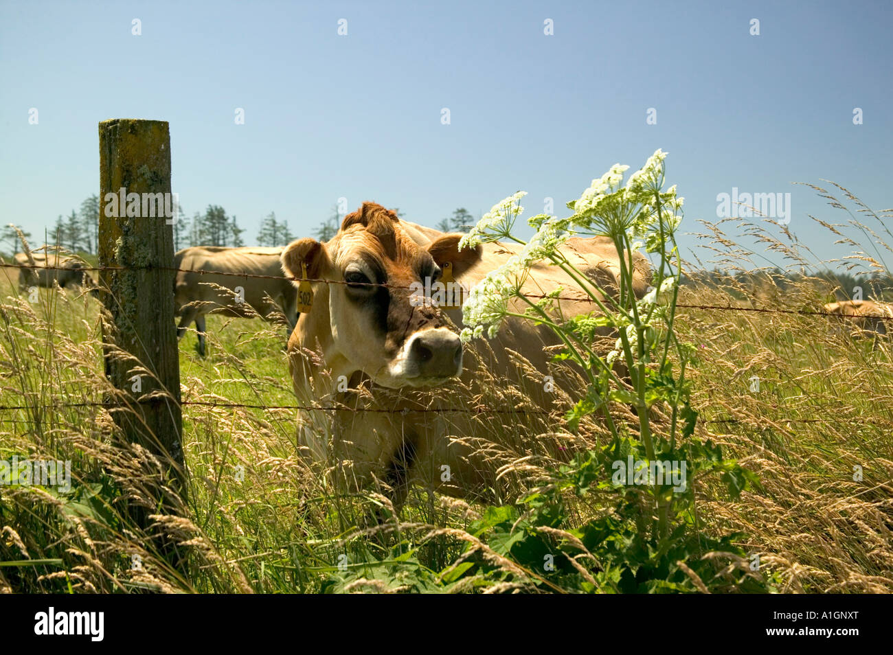 Jersey vacca da latte fuori controllo mucca pastinaca pianta da filo spinato. Foto Stock
