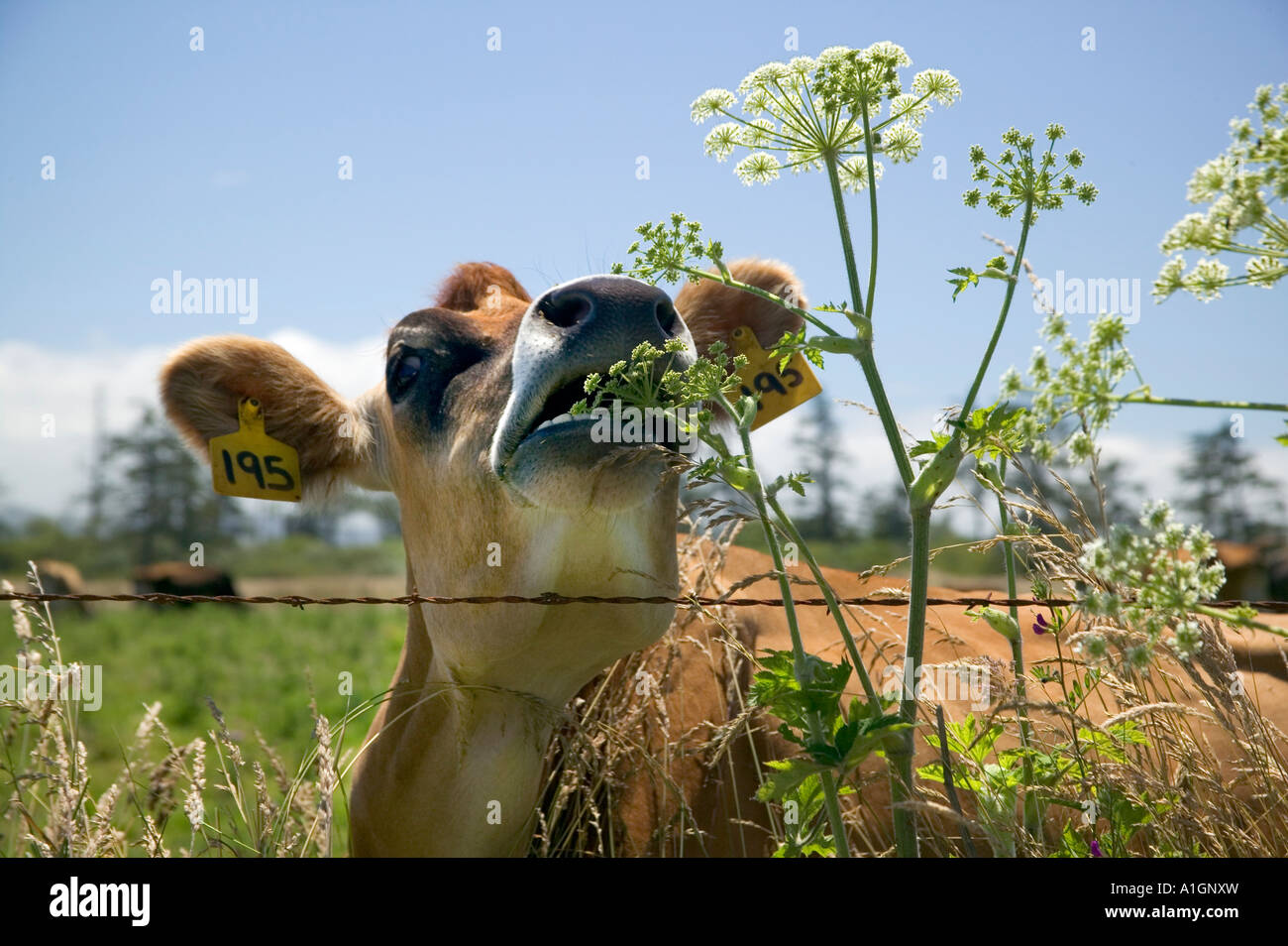 Jersey vacca da latte fuori controllo mucca pastinaca pianta di barb recinto di filo, California Foto Stock