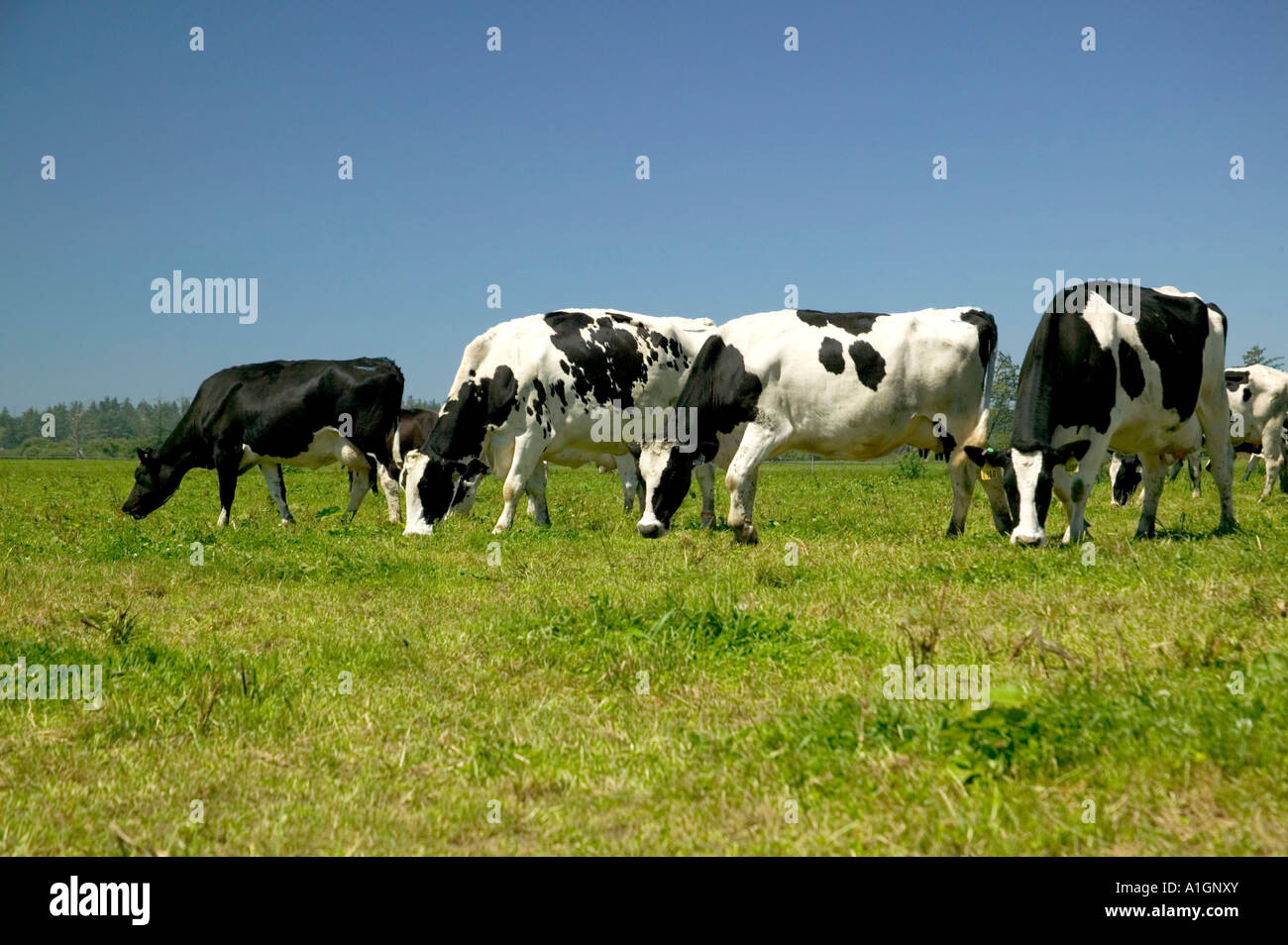 Holstein mucche al pascolo. Organici di 'Eco' dairy. Foto Stock