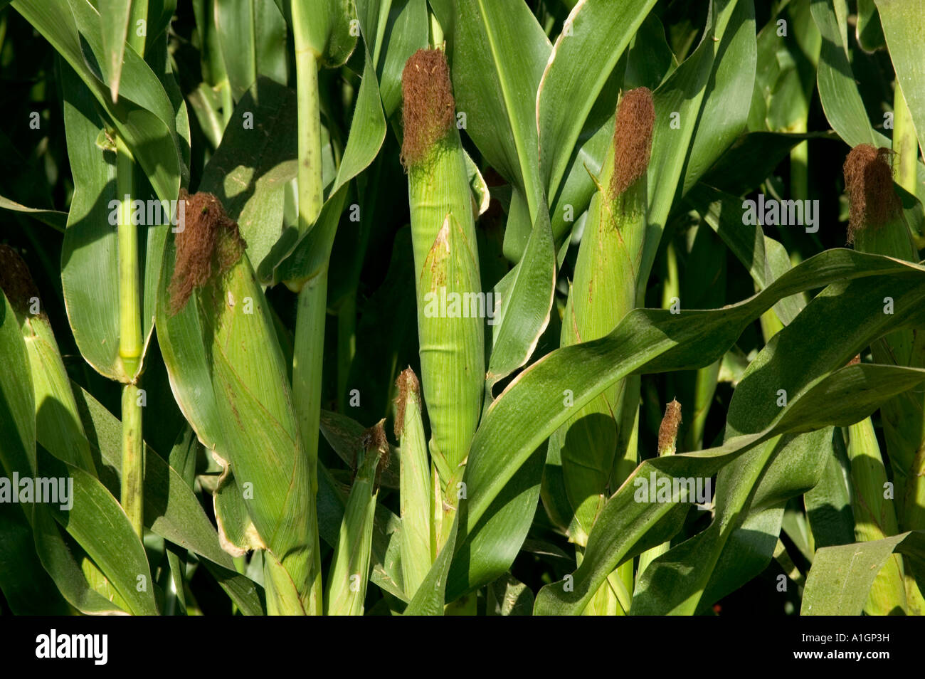 Coltivazione di mais in campo, mostra le orecchie sulla levetta di mais. Foto Stock