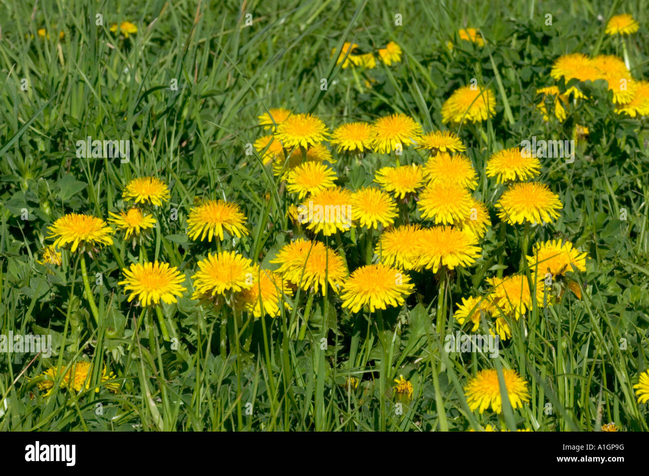 Il tarassaco la fioritura del prato verde, "Raxacum officinale". Foto Stock