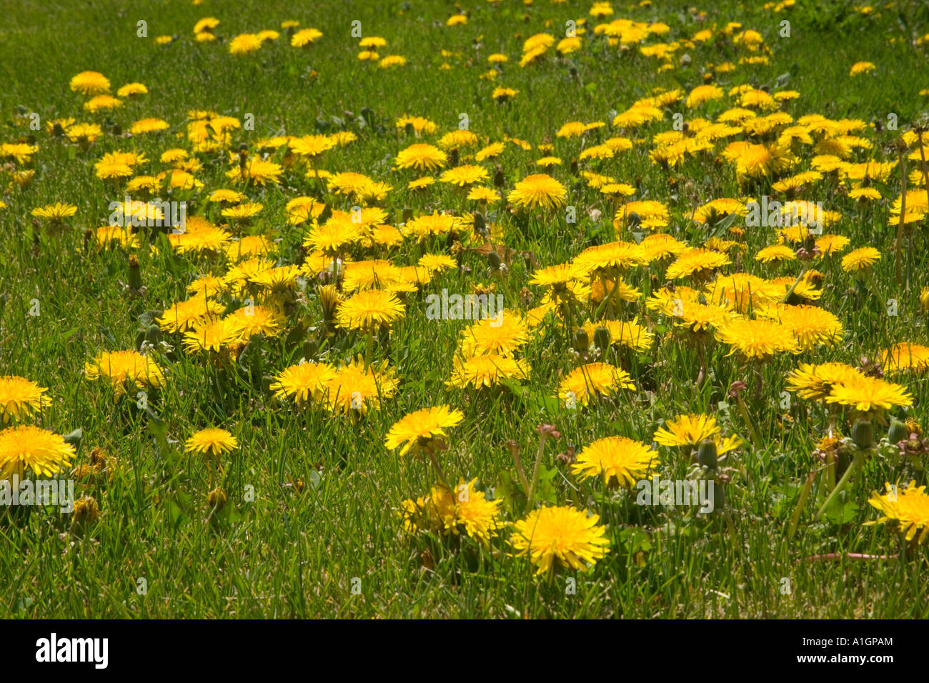 Dente di leone in crescita, campo verde, Nevada Foto Stock