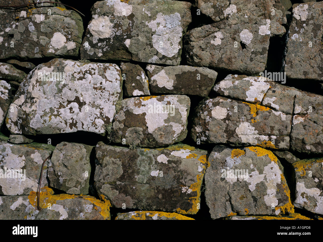 Un lichene che cresce su un muro stalattite Isola di Skye Foto Stock