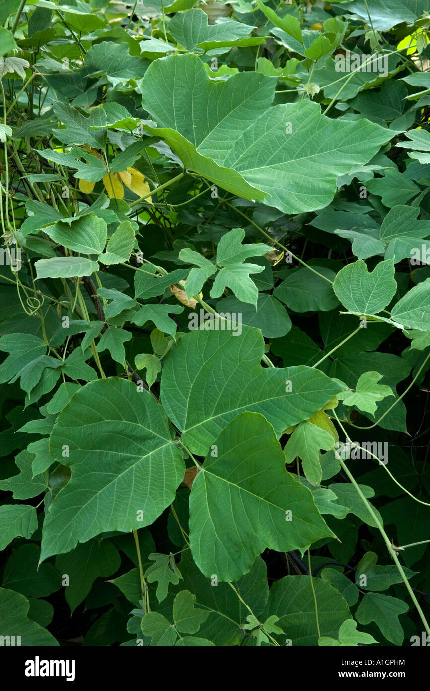 Vite di Kudzu che cresce, primo piano di foglie, Florida. Foto Stock