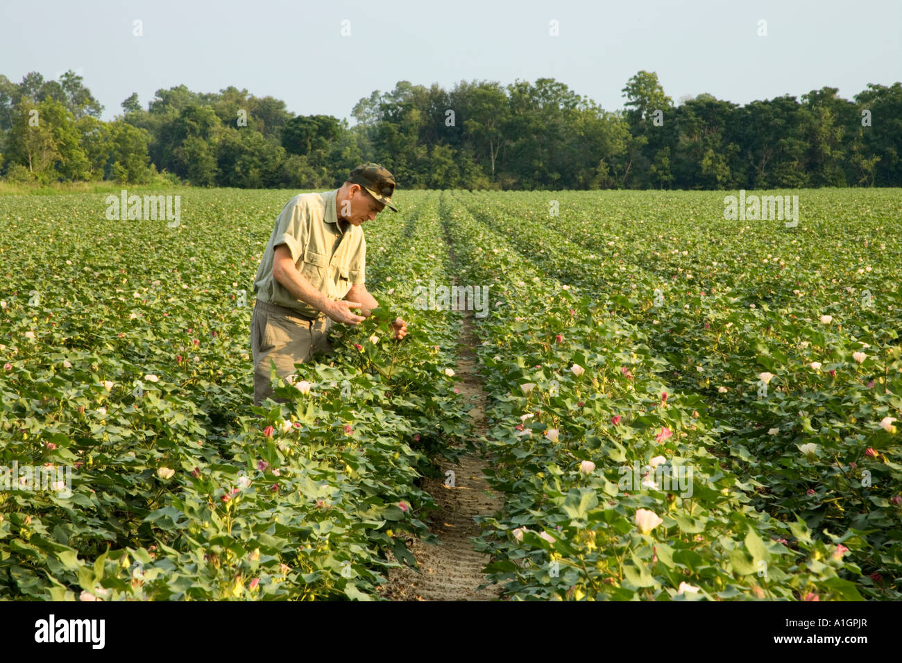 Coltivatore di cotone di ispezione in campo, Foto Stock