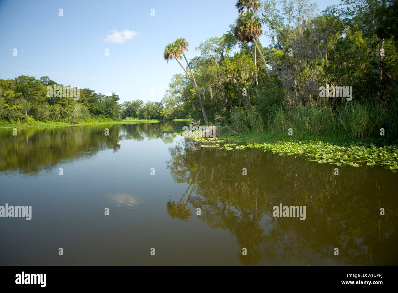 Laguna, St. Johns River, molla blu Parco dello Stato, Città di arancia, Florida Foto Stock