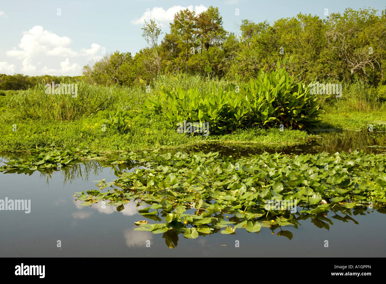 Laguna Manatee Wildlife Refuge, molla blu Parco dello Stato, Città di arancia, Florida Foto Stock