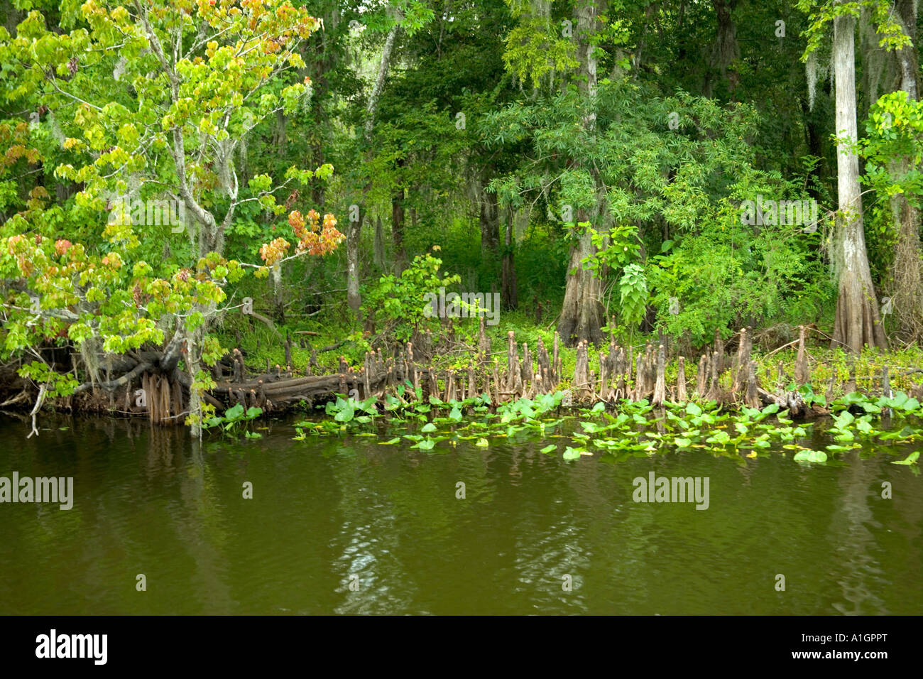 St. Johns River, lamantino Wildlife Refuge, Florida Foto Stock