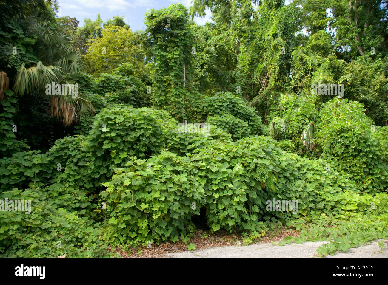 Kudzu vine il sorpasso di alberi e cespugli, Florida Foto Stock