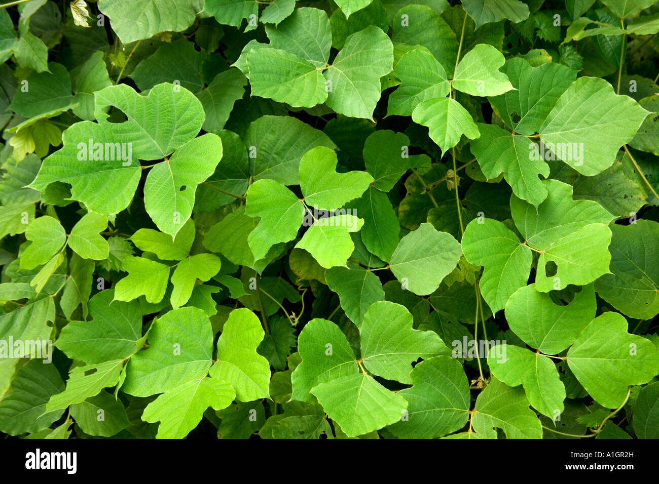 Foglie di vite Kudzu, Georgia Foto Stock