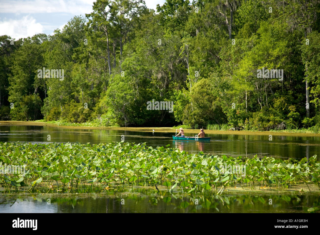 Fiume Wacissa, persone paddling canoe, Florida Foto Stock