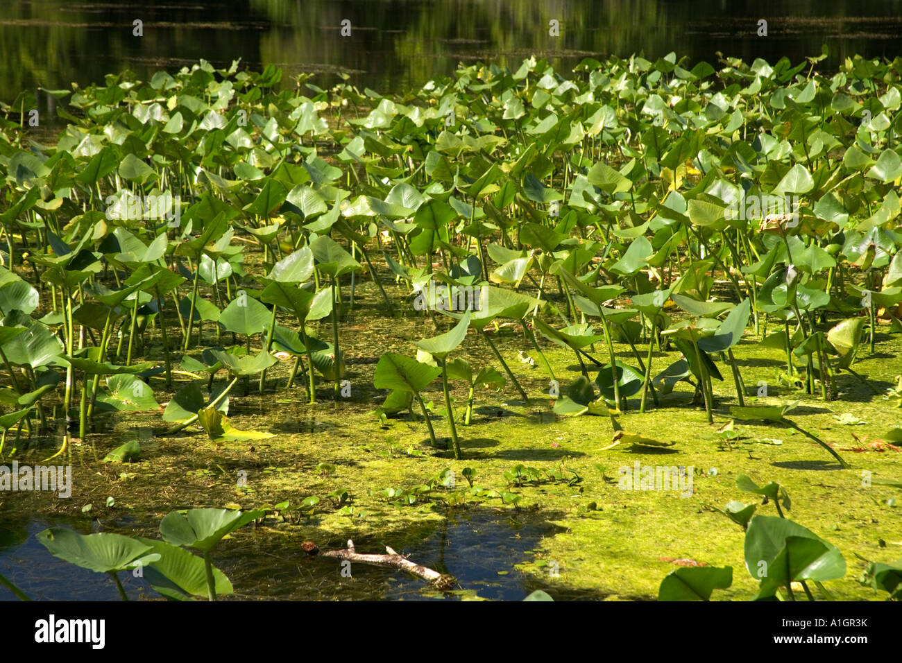 Spatterdock crescente risacca del Fiume Wacissa, Florida Foto Stock