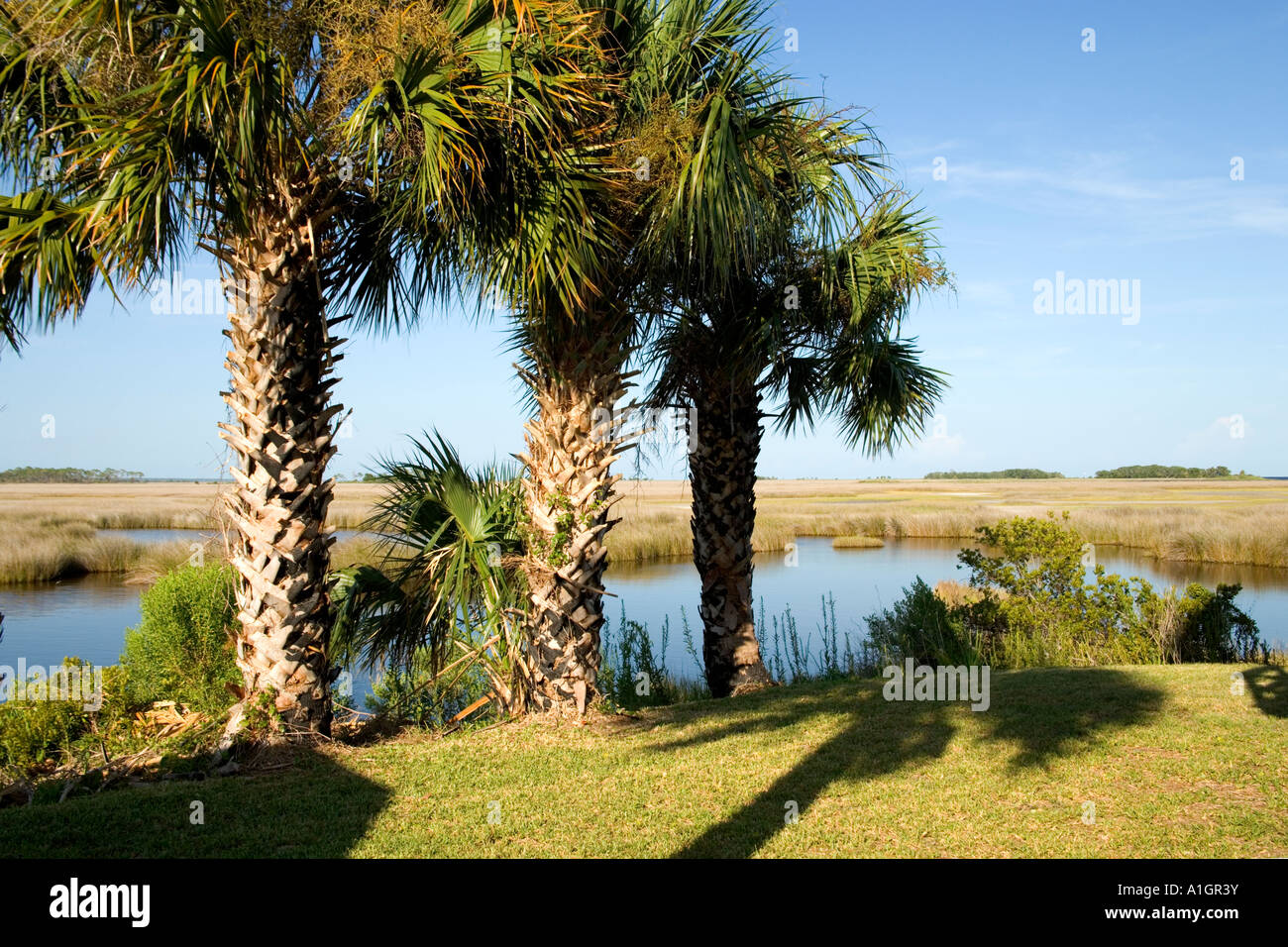 Cavolo Palmetto, San marchi National Wildlife Refuge. Foto Stock