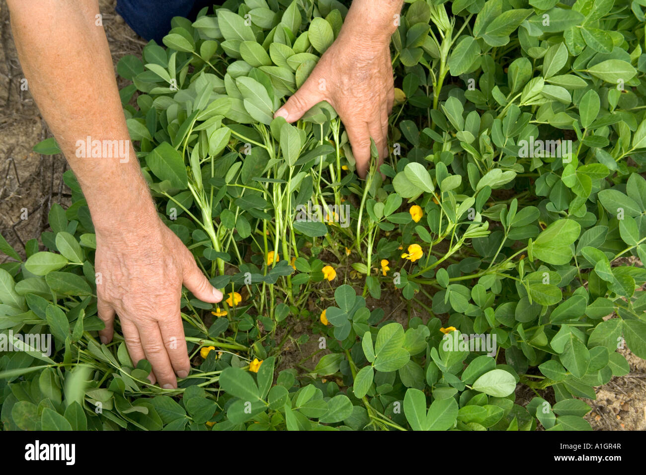 Il contadino "mani" controllo piante di arachidi. Foto Stock