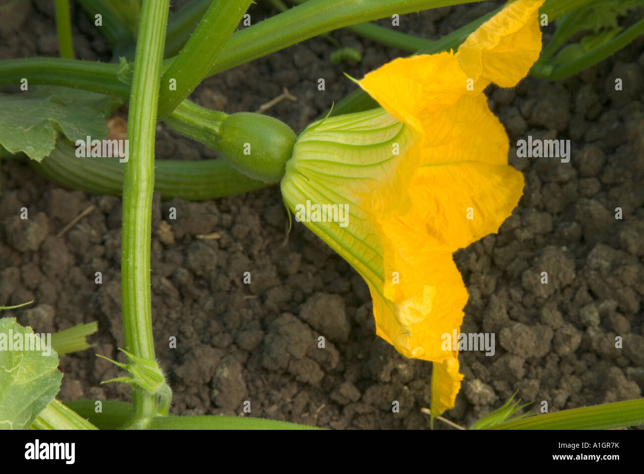 Fiori di zucca, frutta impostazione. Foto Stock
