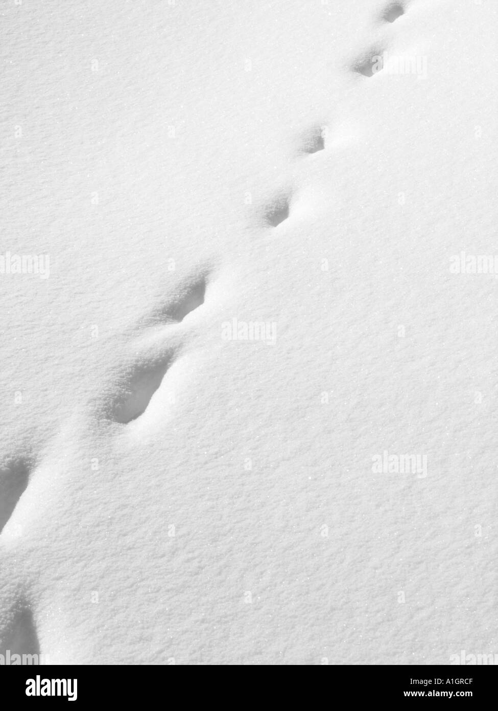 Stampe di animali nella neve Foto Stock