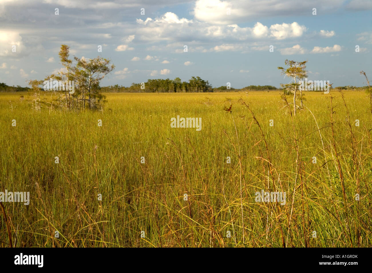 Sawgrass prairie amache, Everglades National Park. Foto Stock