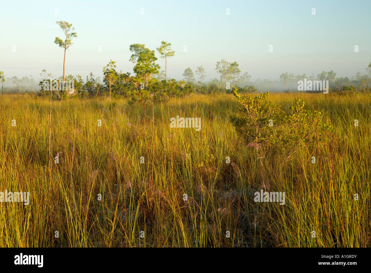 Sawgrass Prairie, pino amache, Everglades National Park. Foto Stock