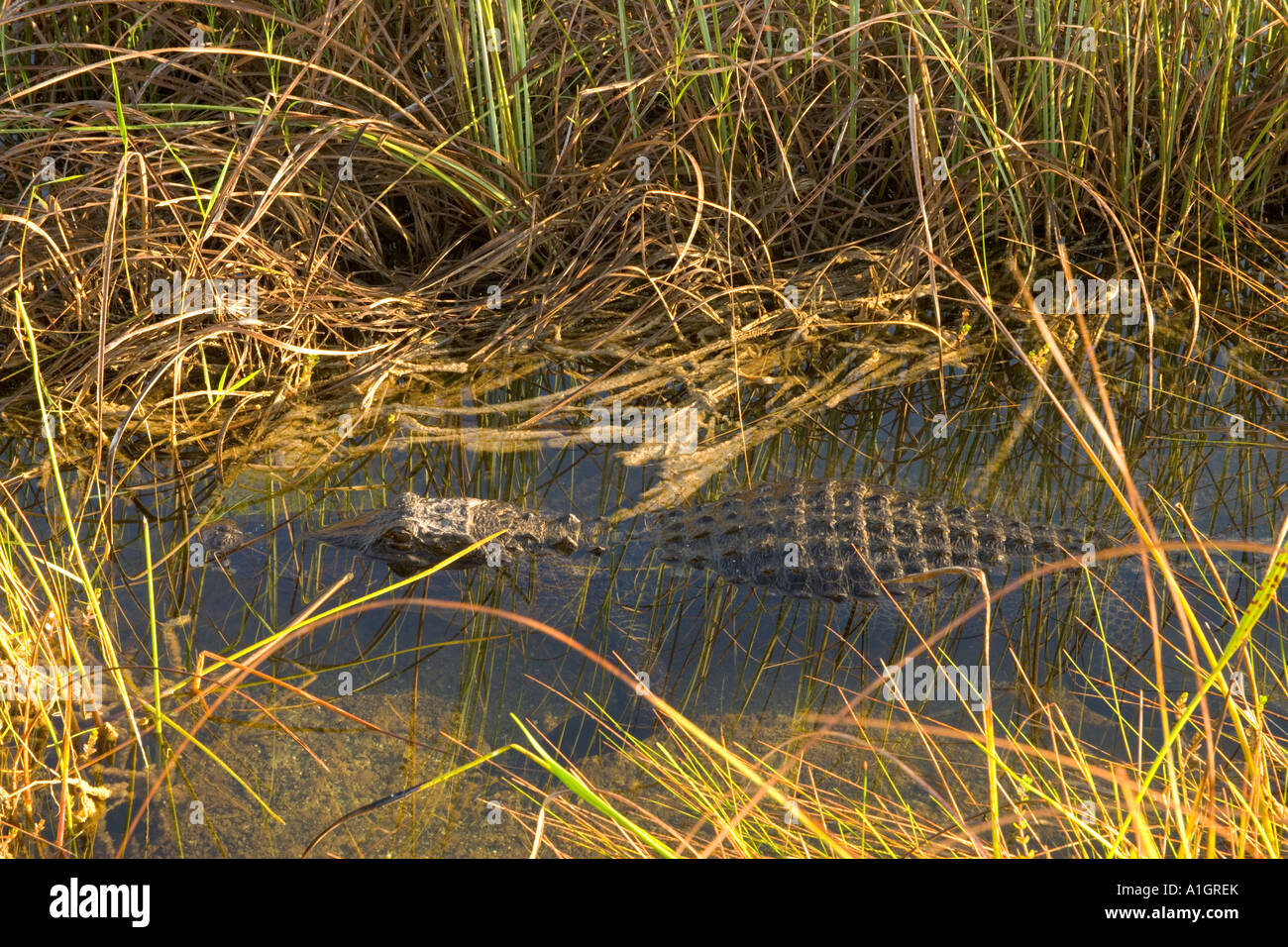 Alligatore in appoggio sawgrass marsh, Everglades National Park. Foto Stock