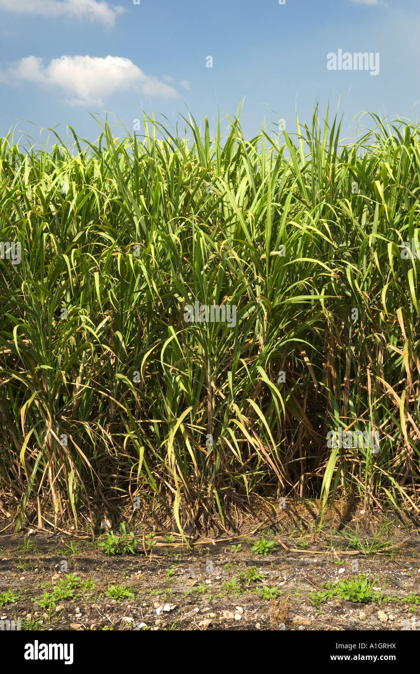 La canna da zucchero campo, pre-raccolto, Florida Foto Stock