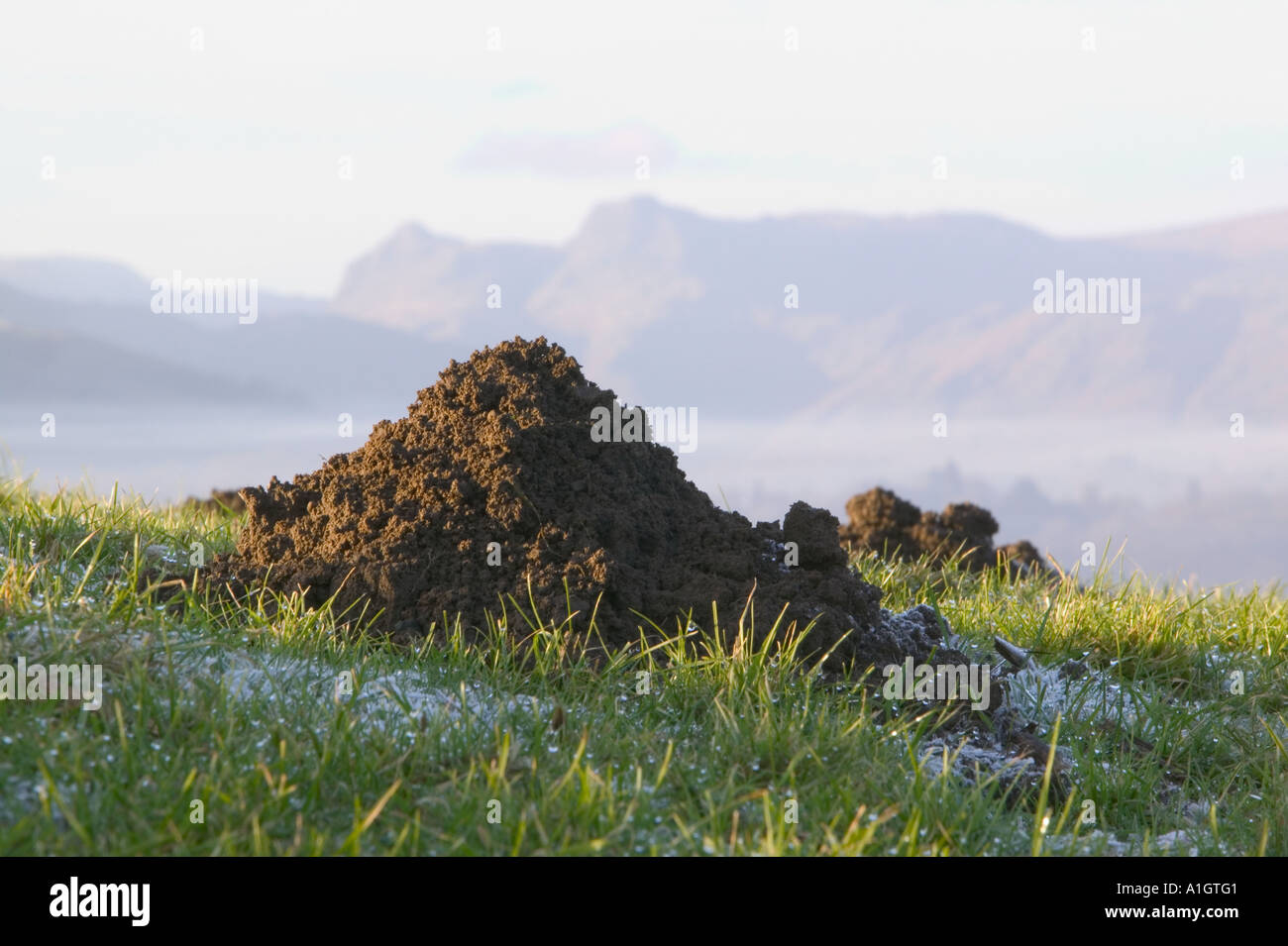 Mole collina di fronte al Langdale Pikes, Lake District, UK (montagne di mole hills) Foto Stock