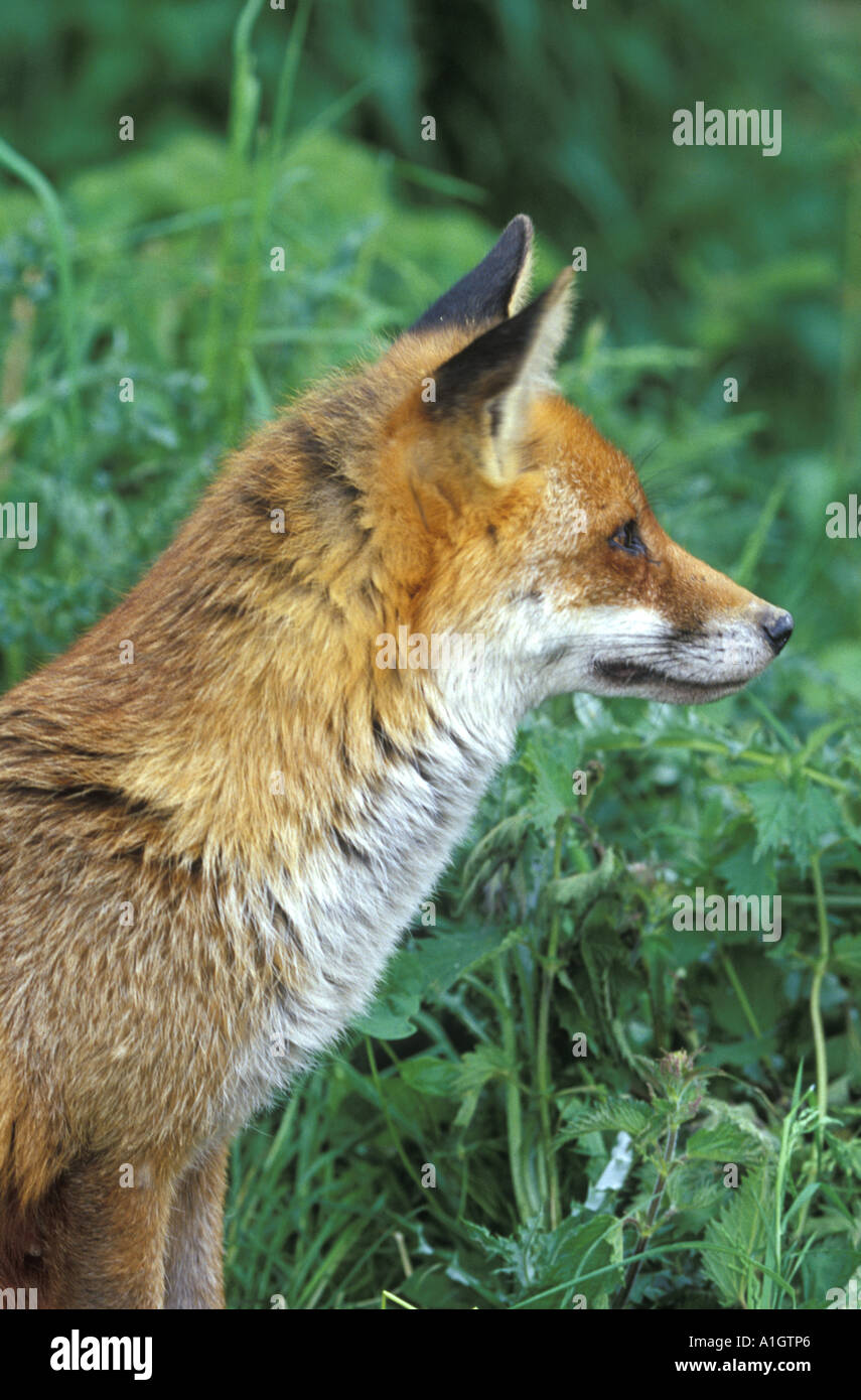 Red Fox (Vulpes vulpes vulpes) Foto Stock