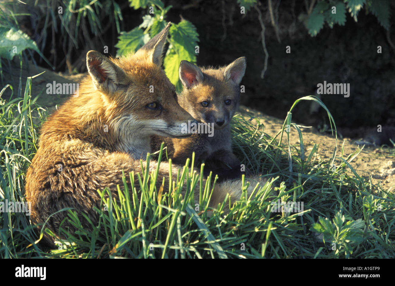 Red Fox e cub (Vulpes vulpes vulpes) Foto Stock