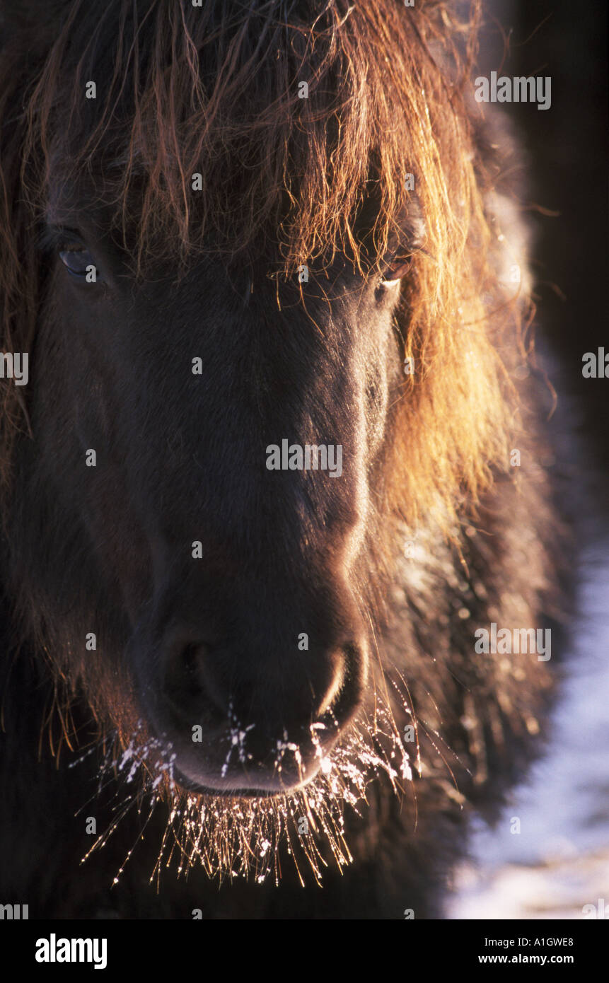 Un pony in inverno la neve con il pupazzo di neve baffi Foto Stock