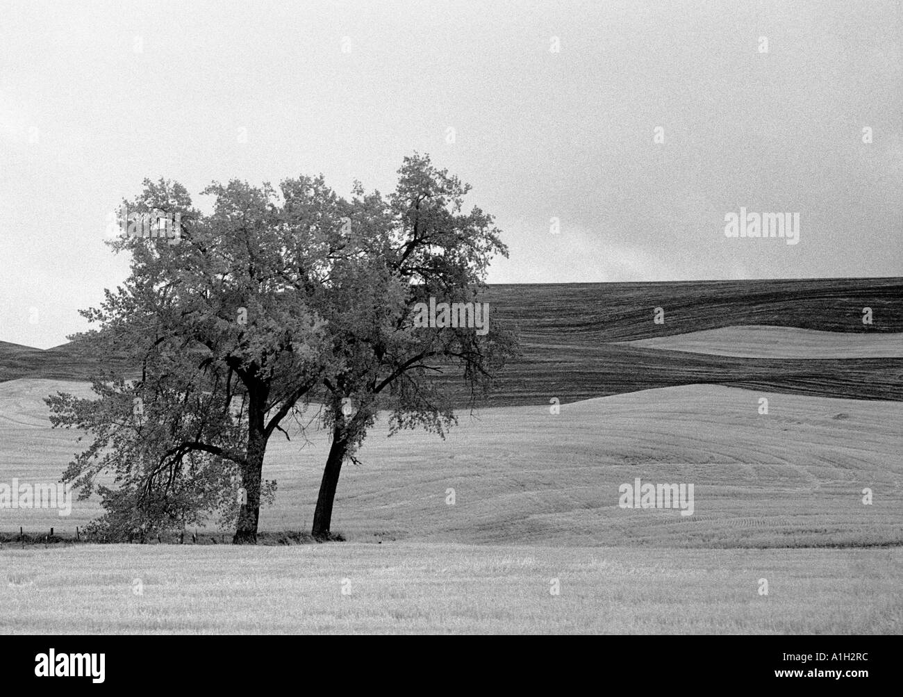 Immagine in bianco e nero di due alberi e campi modellato in Palouse Washington STATI UNITI D'AMERICA Foto Stock