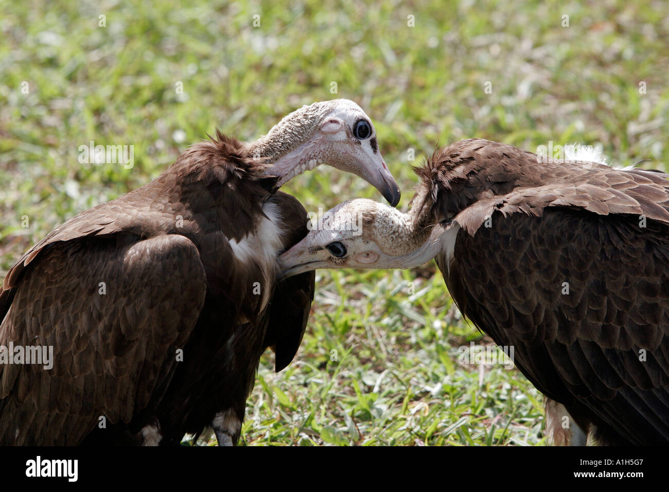 Gli avvoltoi preening sul prato Kololi Gambia Foto Stock
