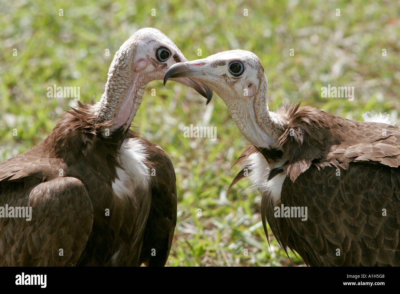 Due gli avvoltoi preening Senegambia Hotel prati Kololi Gambia Foto Stock