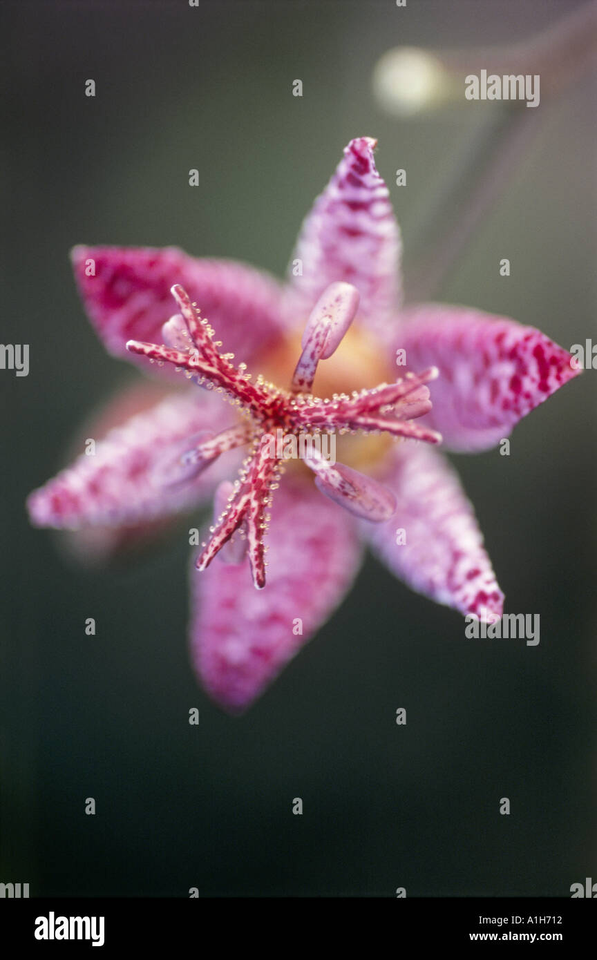 Close up di un Tricyrtis Formosana nel mese di settembre Foto Stock