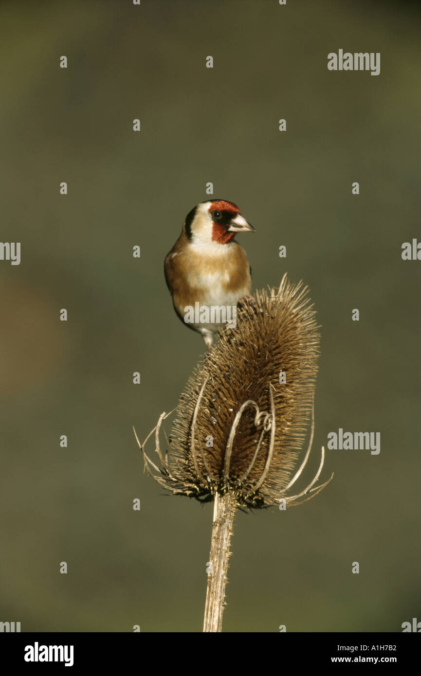 Cardellino Carduelis carduelis Foto Stock
