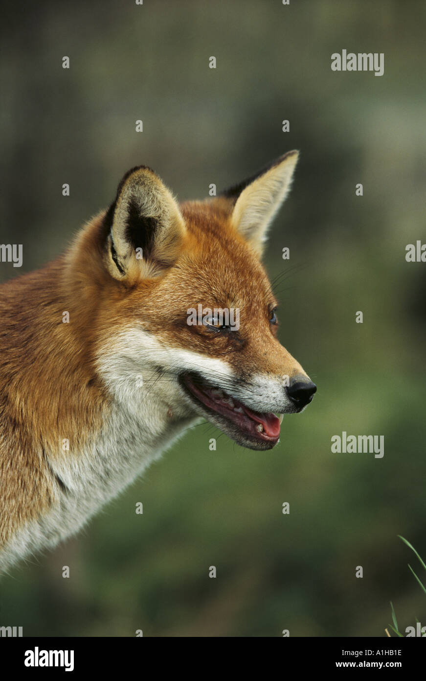 La testa e le spalle di una volpe rossa Vulpes vulpes Foto Stock