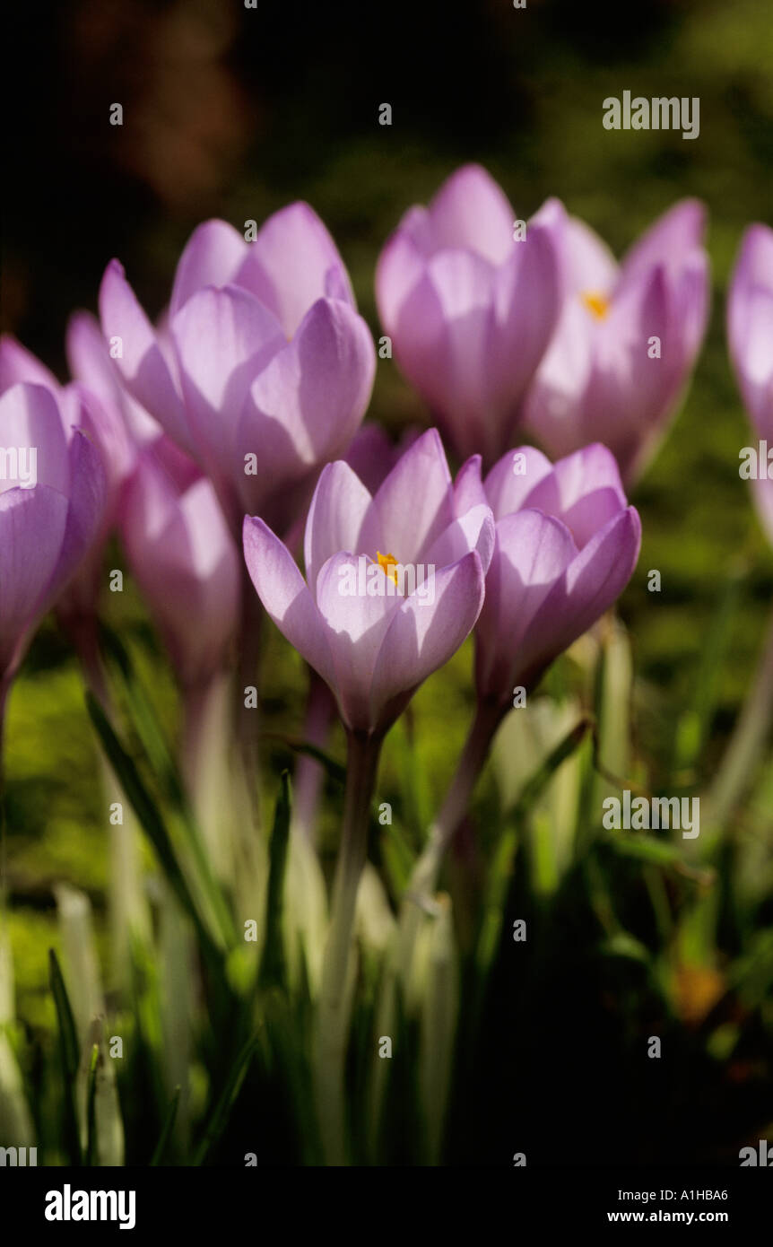 Un sorprendente effetto di back lit Crocus tommasinianus fiori nel giardino del castello di Sissinghurst nel gennaio Foto Stock