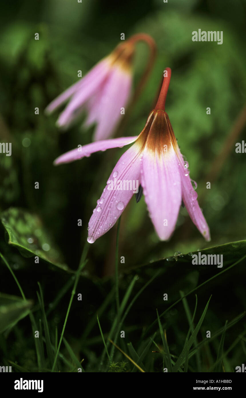 Fiori di Erythronium dens canis cane s dente viola nel marzo brillando con tutta la notte la pioggia nel giardino Emmetts Foto Stock