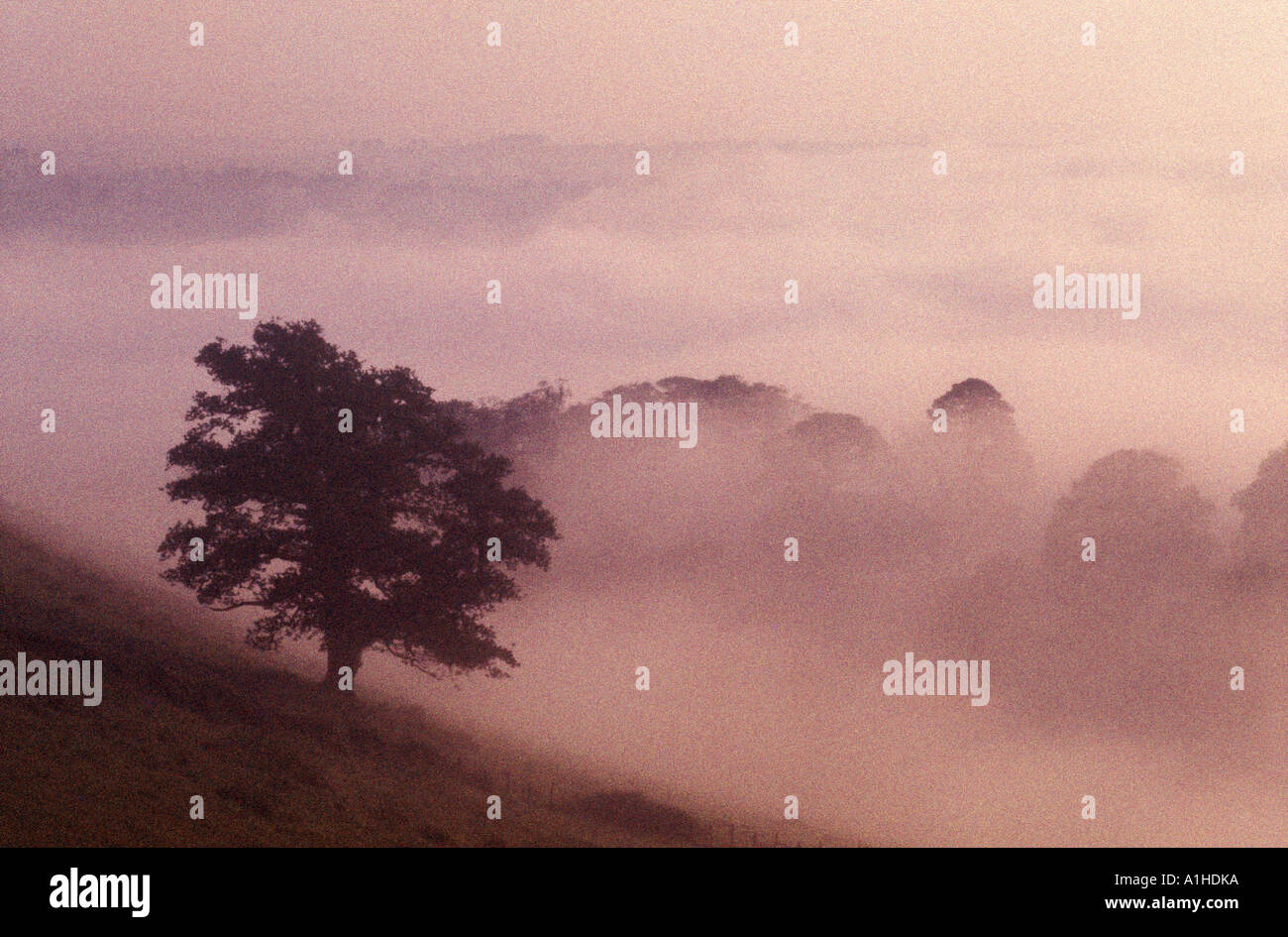 Foschia mattutina oltre il Dart Valley South Devon England UK (ISO elevato granulosa pellicola) Foto Stock