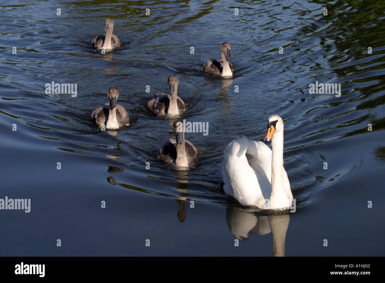 Il White Swan con cygnets Foto Stock