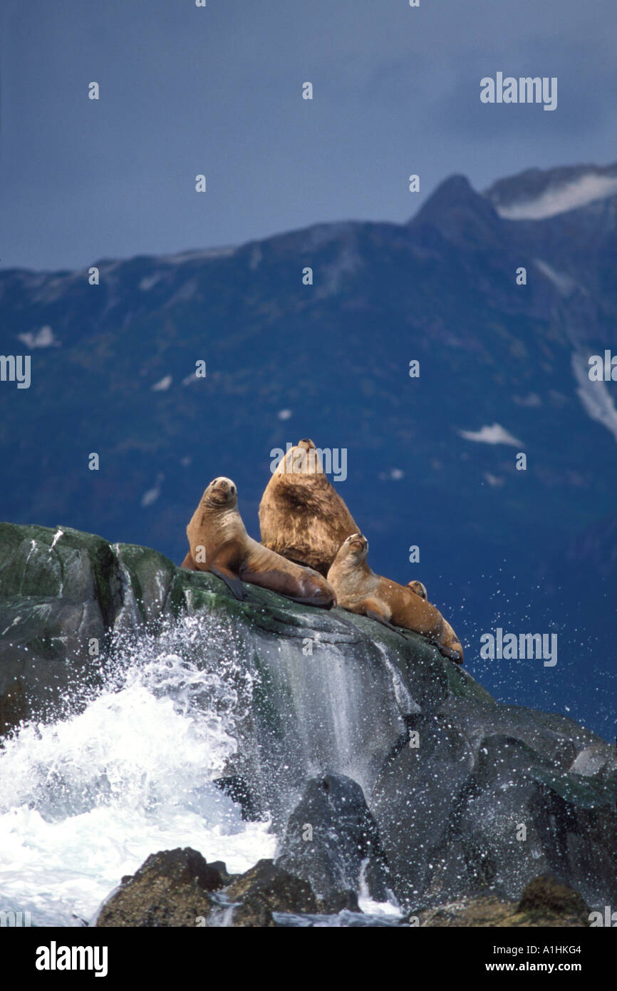 In via di estinzione stellar leoni di mare Eumetopias jubatus sun stessi lungo la costa di Katmai Parco Nazionale Penisola di Alaska Foto Stock