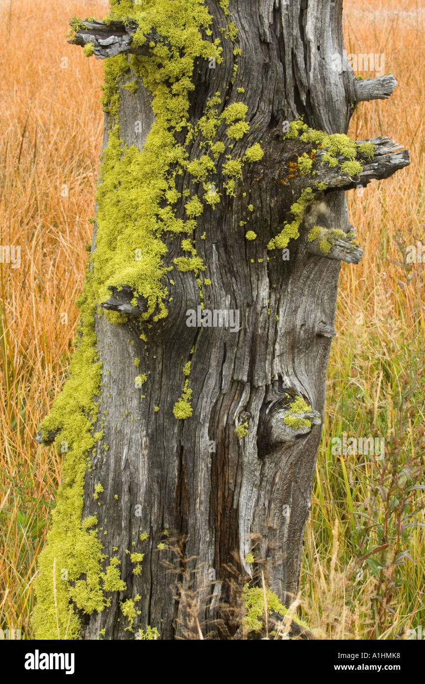 Lupo lichen (Letharia vulpina) cresce su legno, Firehole Lake Drive, il Parco Nazionale di Yellowstone, Wyoming USA Foto Stock