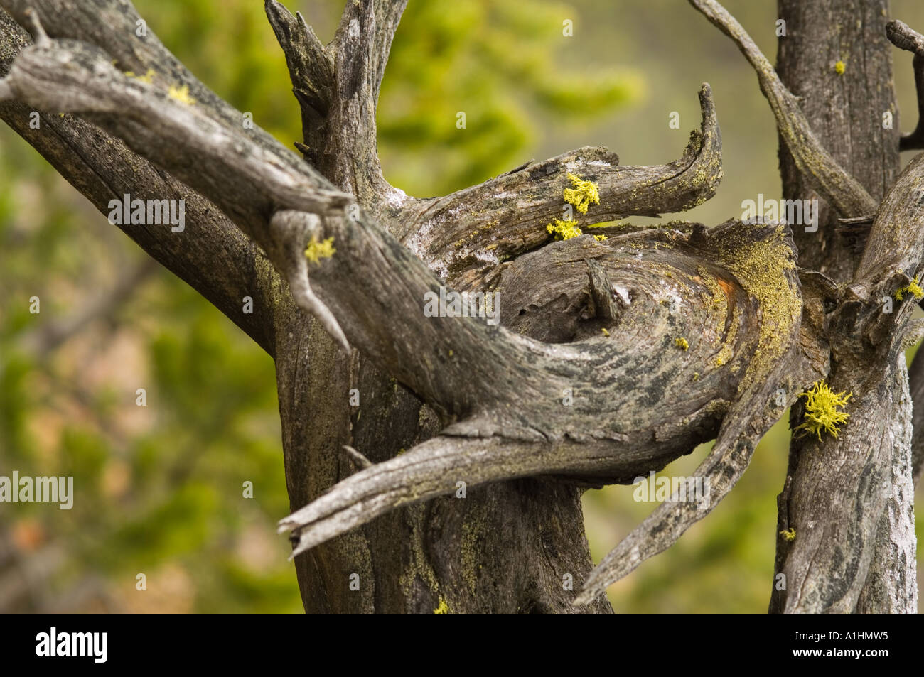 Lupo lichen (Letharia vulpina) cresce su legno, Firehole Lake Drive, il Parco Nazionale di Yellowstone, Wyoming USA Foto Stock