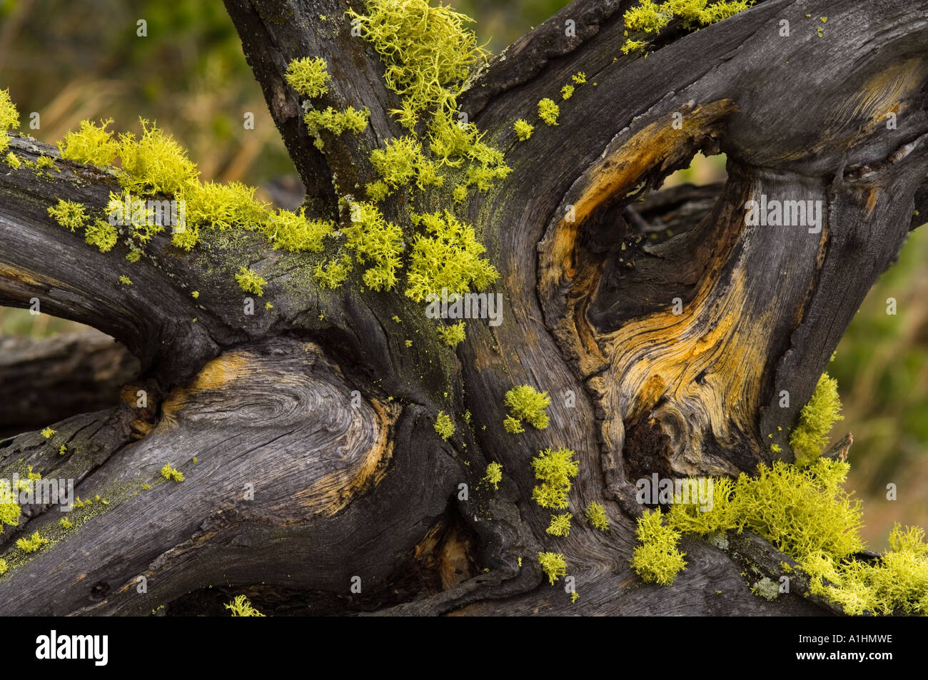 Lupo lichen (Letharia vulpina) cresce su legno, Firehole Lake Drive, il Parco Nazionale di Yellowstone, Wyoming USA Foto Stock
