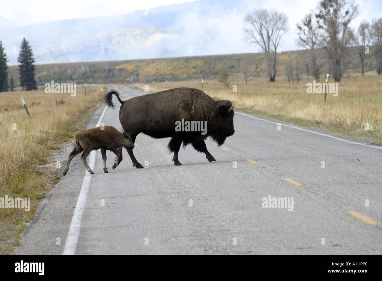 Un bufalo americano con il suo vitello giovane attraversando una lunga strada diritta a Antelope Flats Jackson Hole Wyoming USA Foto Stock