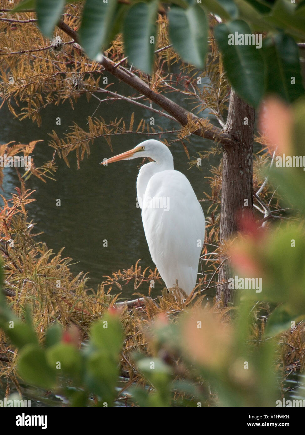 Airone bianco maggiore Ardea alba heron famiglia in cipresso a zona umida uccelli bianco incorniciato Foto Stock