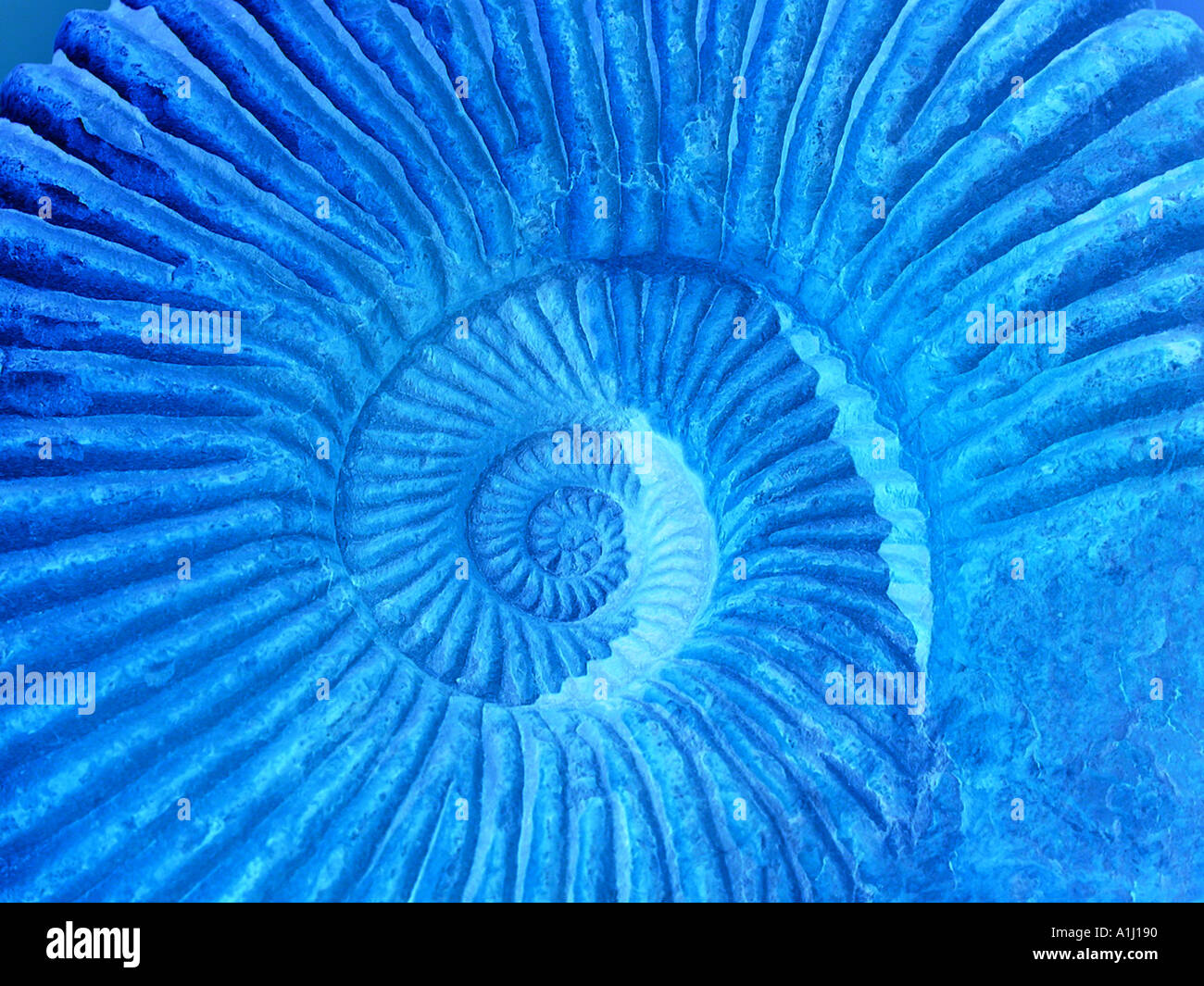 Mare Amonitas fossili marocchino Foto Stock