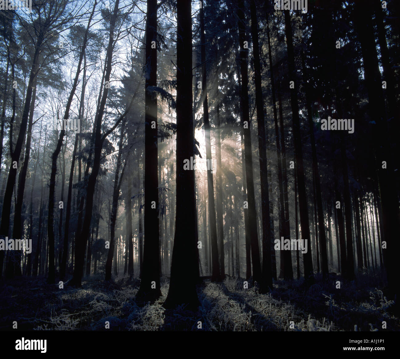 Raggi di sole splendenti attraverso una oscura foresta di conifere nelle prime ore del mattino con la brina sulla terra Foto Stock