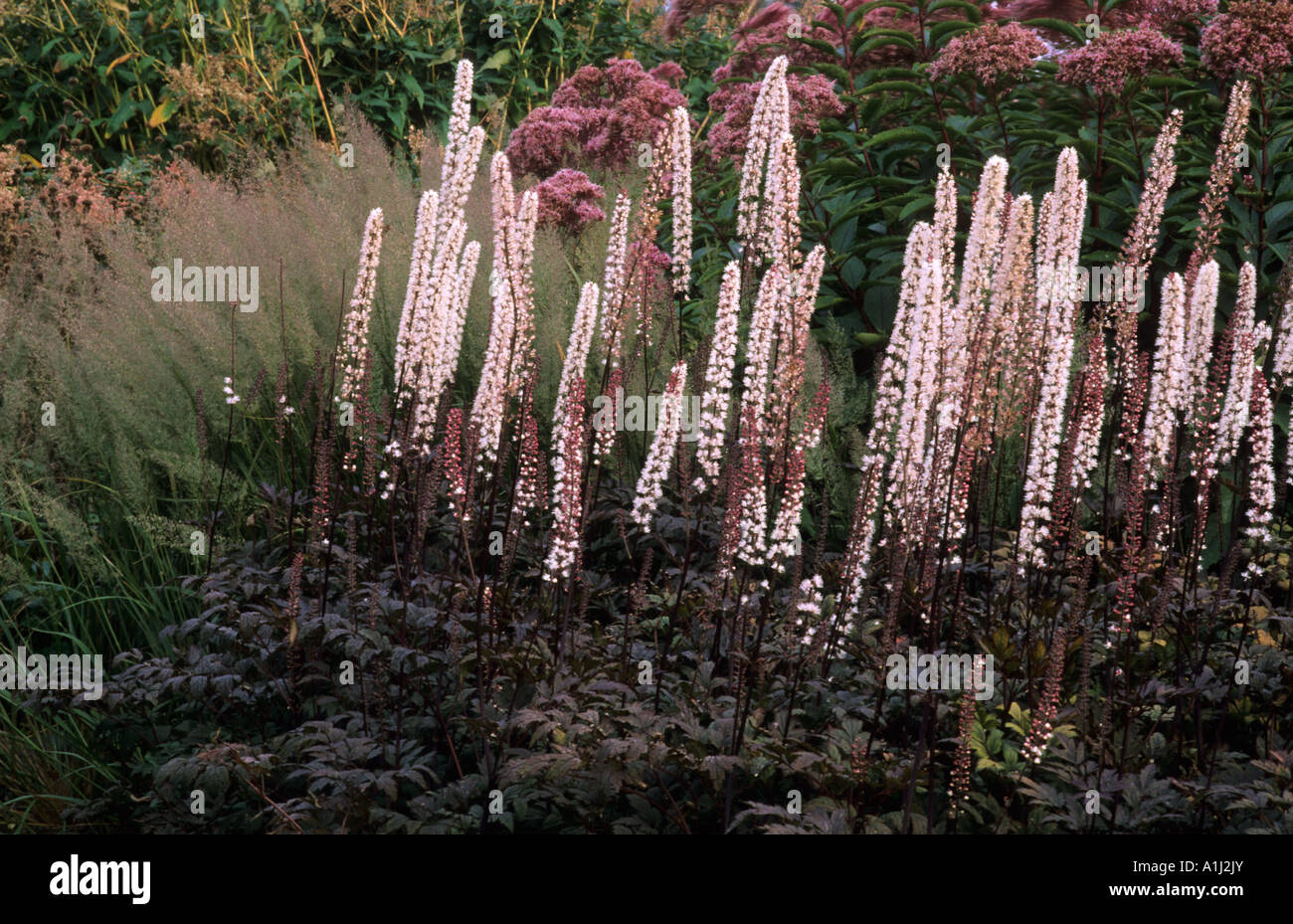 Cimicifuga simplex atropurpurea Brunette in border Calamagrostis brachytricha Eupatorium atropurpureum cimicifugas Foto Stock