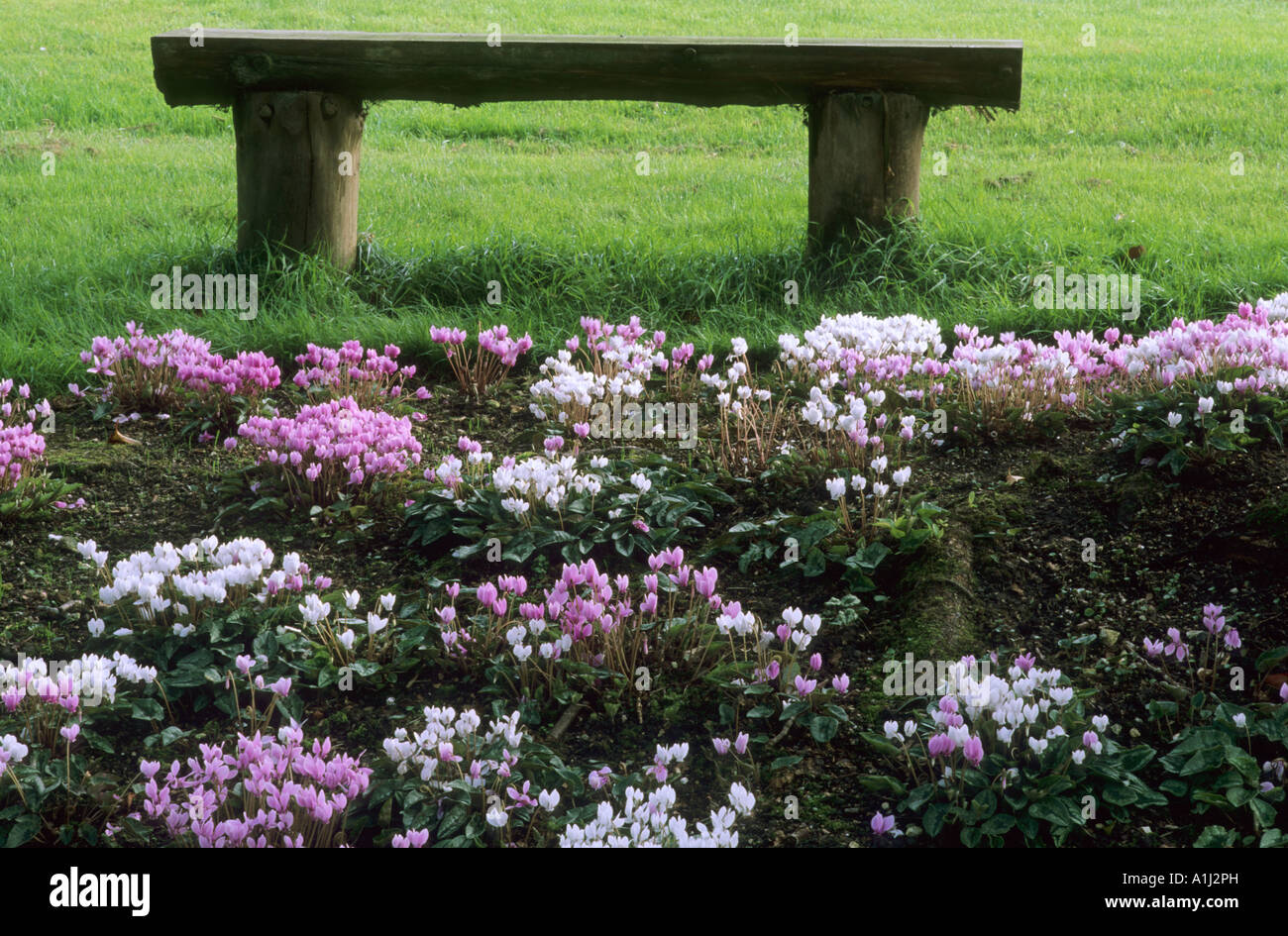 Ciclamino hederifolium panchina da giardino Settembre Foto Stock