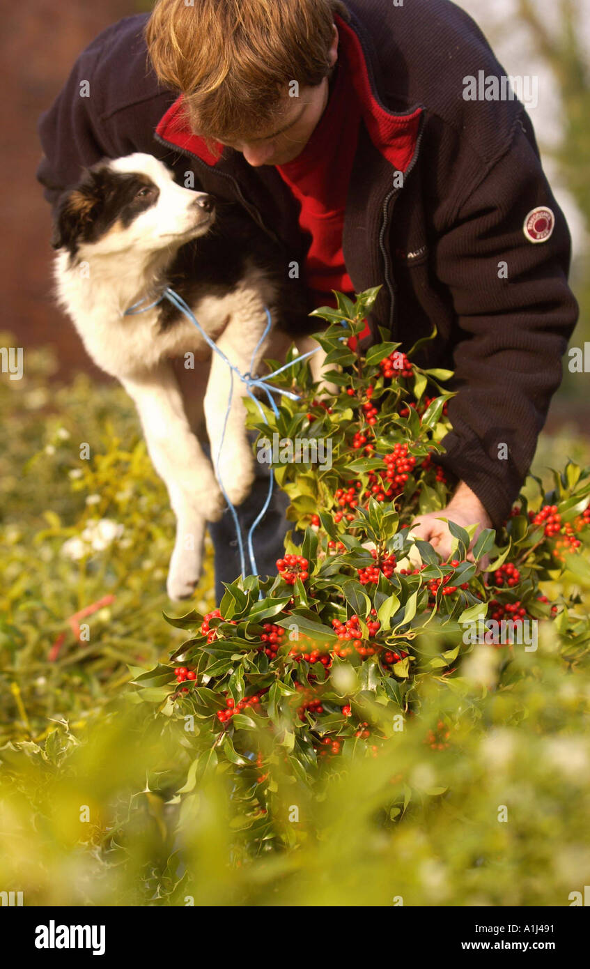 Natale agrifoglio e vischio sono messe all'ASTA A BRIGHTWELLS IN Tenbury Wells Regno Unito Foto Stock