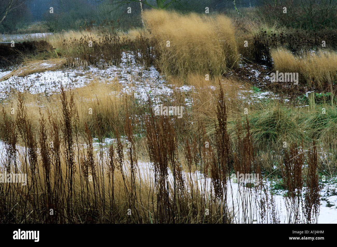Pensthorpe Millennium giardino ,Norfolk ,Inverno erbe, teste di seme e neve, design Piet Oudolf Foto Stock